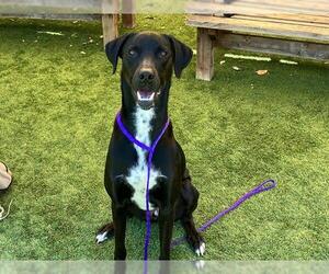 German Shorthaired Pointer-Unknown Mix Dogs for adoption in Orange, CA, USA