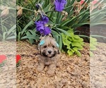 Small #5 Poodle (Toy)