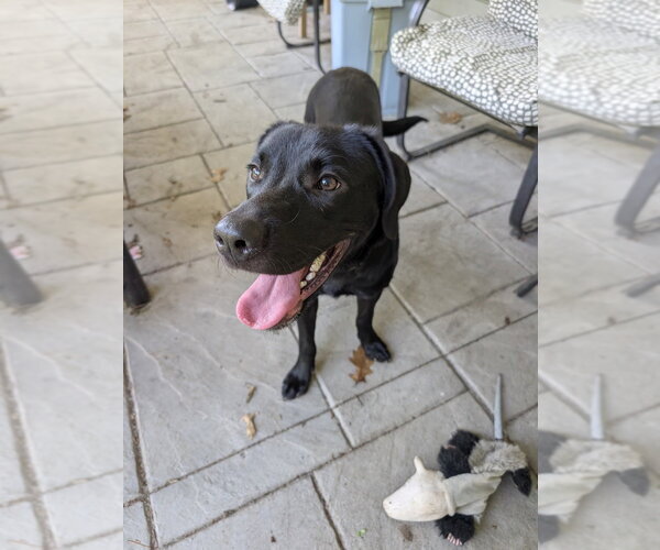 Medium Photo #4 Labrador Retriever Puppy For Sale in Boston, MA, USA