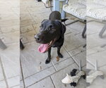 Small #3 Labrador Retriever