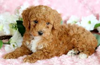 Poodle (Toy) Puppy for sale in MOUNT JOY, PA, USA