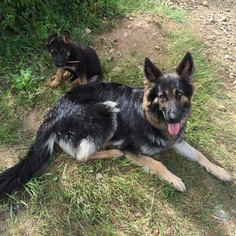Mother of the German Shepherd Dog puppies born on 04/02/2016