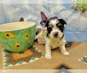 Morkie Puppy for sale in CASSVILLE, MO, USA
