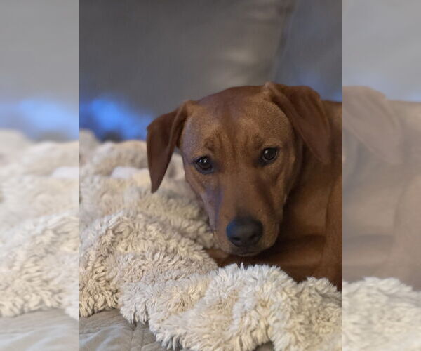 Medium Photo #4 Labrador Retriever-Unknown Mix Puppy For Sale in Brewster, NY, USA