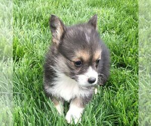 Pembroke Welsh Corgi Puppy for sale in HAVEN, KS, USA