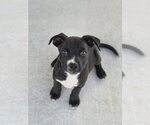 Small #1 Boston Terrier Mix