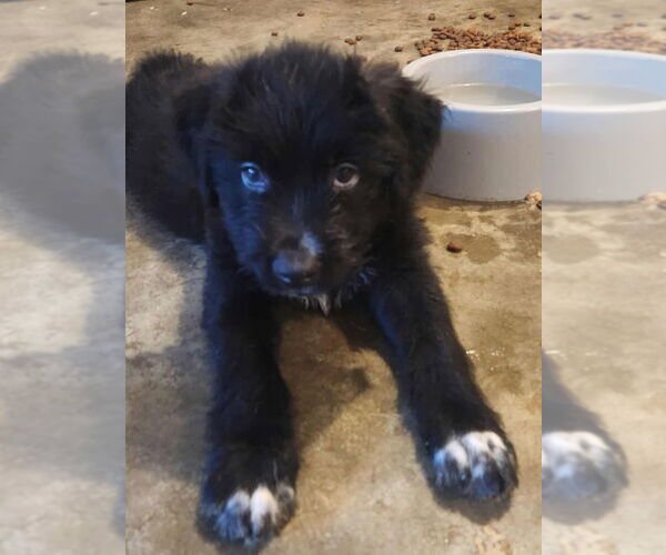 Medium Photo #3 Mutt Puppy For Sale in Candler, NC, USA