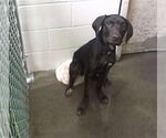 Small Labrador Retriever Mix