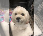 Small Photo #1 Maltipoo Puppy For Sale in Sanford, FL, USA