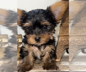 Yorkshire Terrier Puppy for sale in MARTINSVILLE, IN, USA