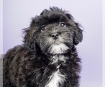 Small Photo #1 Shih-Poo Puppy For Sale in WARSAW, IN, USA