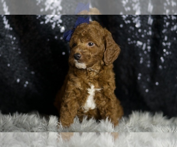 Medium Photo #6 Goldendoodle (Miniature) Puppy For Sale in WARSAW, IN, USA