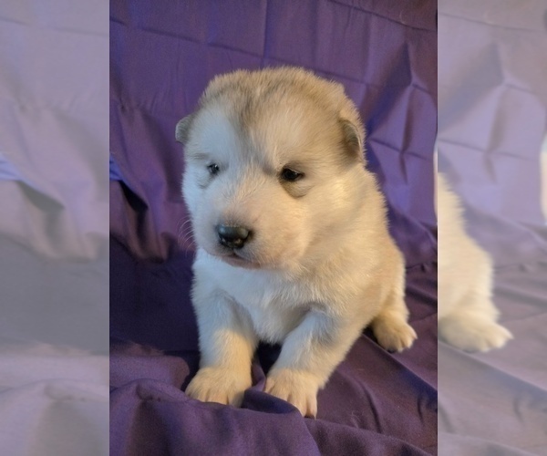 Medium Photo #4 Alaskan Malamute Puppy For Sale in CRIVITZ, WI, USA