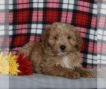 Small Photo #4 Labradoodle-Poodle (Miniature) Mix Puppy For Sale in CHRISTIANA, PA, USA
