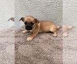 Small Photo #18 Chiweenie-Jack Russell Terrier Mix Puppy For Sale in SAINT AUGUSTINE, FL, USA