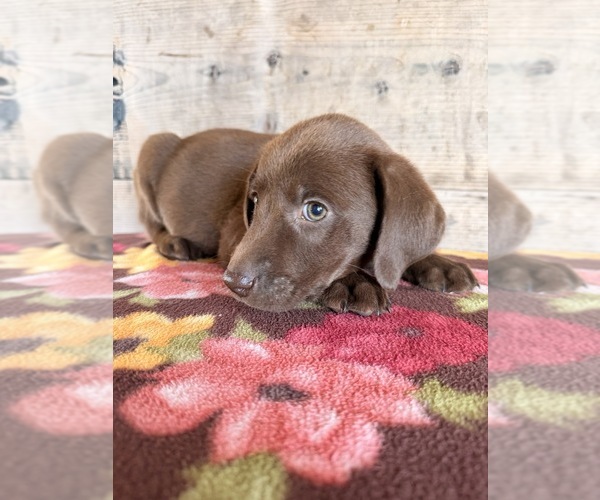 Medium Photo #20 Labrador Retriever Puppy For Sale in VERMONTVILLE, MI, USA