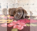 Small #19 Labrador Retriever