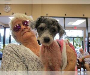 Poodle (Miniature)-Unknown Mix Dogs for adoption in Ocala, FL, USA