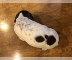 Small Photo #5 German Shorthaired Pointer Puppy For Sale in AMARILLO, TX, USA