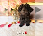Small #2 Poodle (Toy)