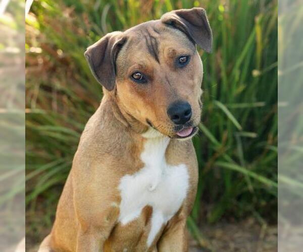 Medium Photo #2 Mutt Puppy For Sale in Camarillo, CA, USA