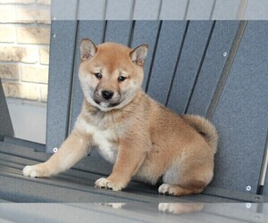 Shiba Inu Puppy for sale in FREDERICKSBURG, OH, USA