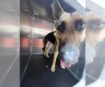 Small German Shepherd Dog