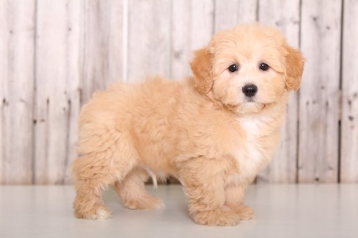 Medium Photo #1 Maltipoo Puppy For Sale in MOUNT VERNON, OH, USA