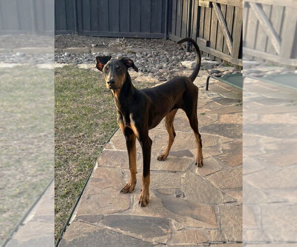Medium Photo #15 Doberman Pinscher Puppy For Sale in Boonton, NJ, USA