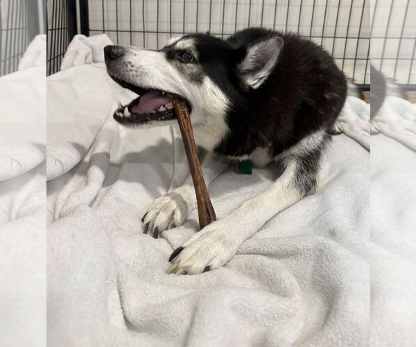 Medium Photo #2 Huskies -Unknown Mix Puppy For Sale in Clarkston, MI, USA