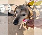 Small #3 Beagle Mix