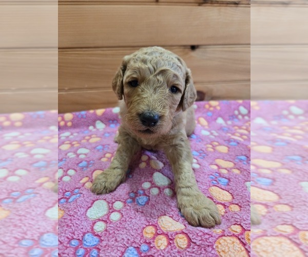 Medium Photo #1 Labradoodle Puppy For Sale in WILLIAMSTOWN, KY, USA