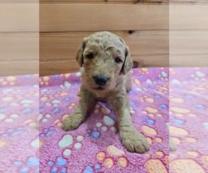 Labradoodle Puppy for sale in WILLIAMSTOWN, KY, USA