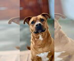Small #8 Staffordshire Bull Terrier Mix