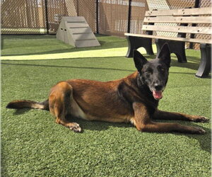 Mutt Dogs for adoption in Norco, CA, USA
