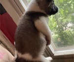 Small Photo #21 Akita Puppy For Sale in INDIANAPOLIS, IN, USA