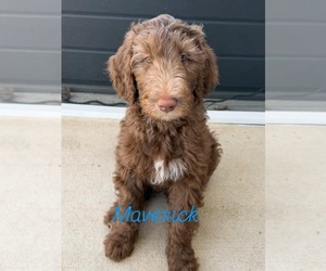 Labradoodle Puppy for sale in HUGER, SC, USA