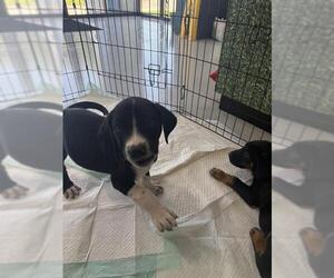 Borador Dogs for adoption in Temple, TX, USA