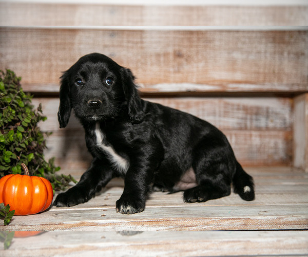 Medium Photo #3 Cocker Spaniel Puppy For Sale in SHREVE, OH, USA