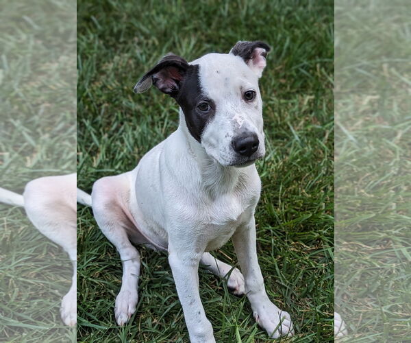 Medium Photo #4 Mutt Puppy For Sale in Holly Springs, NC, USA