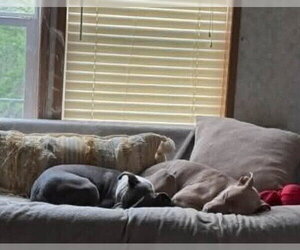 Priscilla (GA) a/k/a Prissy - Female Mutt Dog for Adoption - Photo #31
