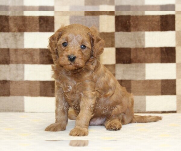 Medium Photo #1 Cavapoo (Miniature) Puppy For Sale in DENVER, PA, USA