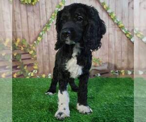 Cockapoo Puppy for sale in ARTHUR, IL, USA