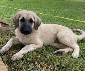 Anatolian Shepherd Puppy for Sale in ROBSTOWN, Texas USA