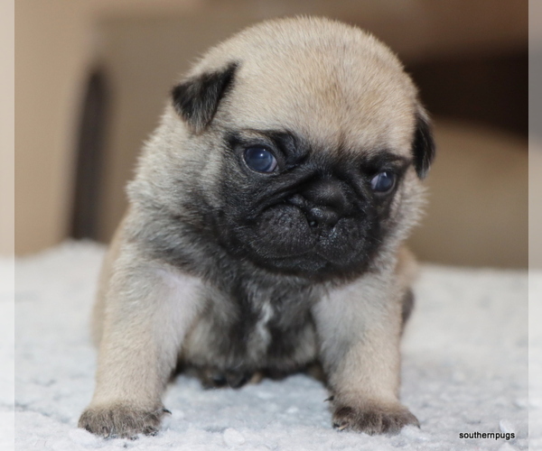 Medium Photo #1 Pug Puppy For Sale in WINNSBORO, TX, USA