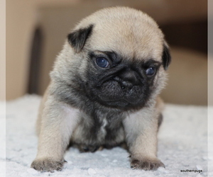 Pug Puppy for sale in WINNSBORO, TX, USA
