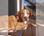 Small #22 Saint Bernard Mix