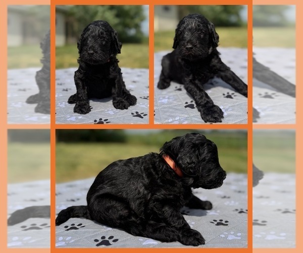 Medium Photo #1 Goldendoodle Puppy For Sale in HOWARD CITY, MI, USA