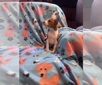 Small #2 Basenji