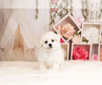 Small Photo #11 Bichon Frise Puppy For Sale in WARSAW, IN, USA